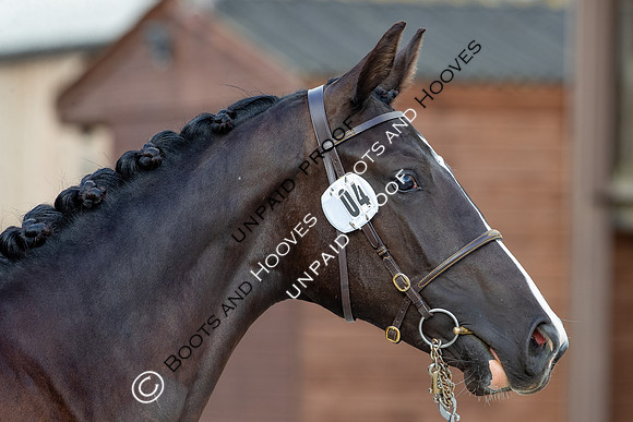 Baileys Horse Feeds Futurity Evaluations 2021