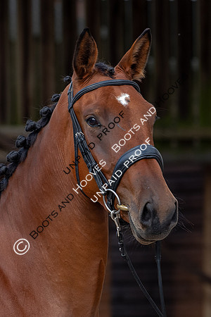 Baileys Horse Feeds Futurity Evaluations 2021