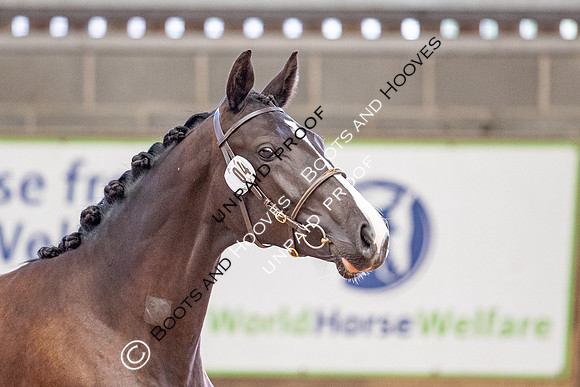 Baileys Horse Feeds Futurity Evaluations 2021