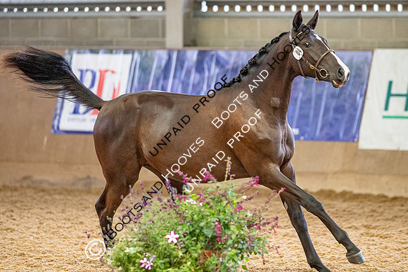 Baileys Horse Feeds Futurity Evaluations 2021