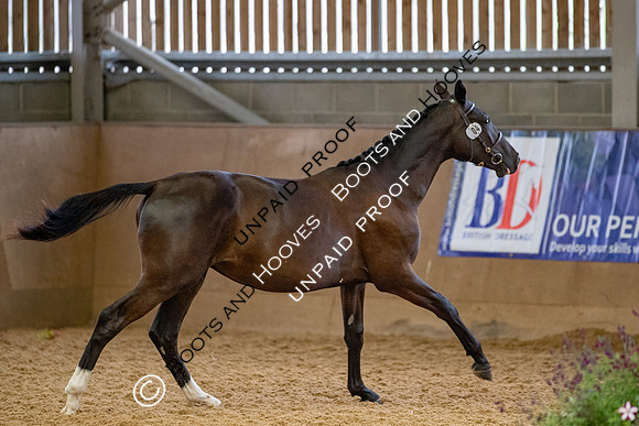Baileys Horse Feeds Futurity Evaluations 2021