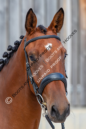 Baileys Horse Feeds Futurity Evaluations 2021