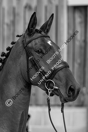 Baileys Horse Feeds Futurity Evaluations 2021