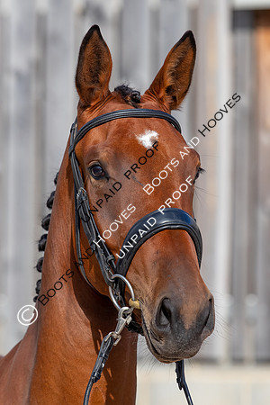 Baileys Horse Feeds Futurity Evaluations 2021
