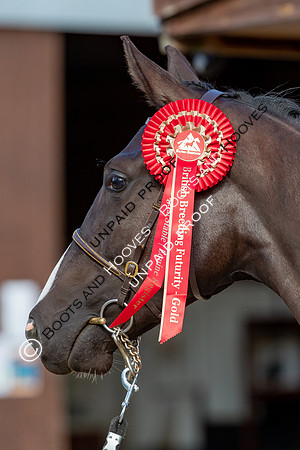Baileys Horse Feeds Futurity Evaluations 2021