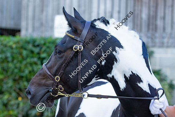 Baileys Horse Feeds Futurity Evaluations 2021