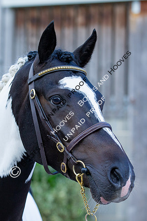 Baileys Horse Feeds Futurity Evaluations 2021