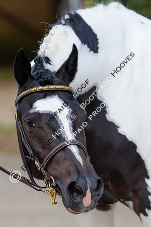 Baileys Horse Feeds Futurity Evaluations 2021