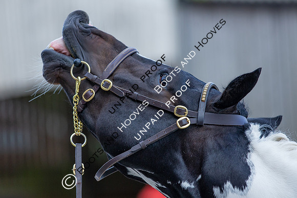 Baileys Horse Feeds Futurity Evaluations 2021