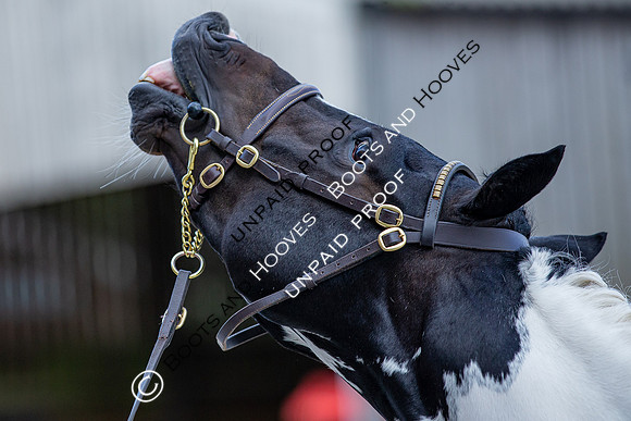 Baileys Horse Feeds Futurity Evaluations 2021