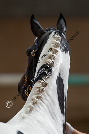 Baileys Horse Feeds Futurity Evaluations 2021