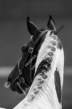 Baileys Horse Feeds Futurity Evaluations 2021
