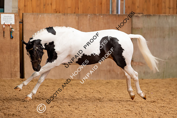 Baileys Horse Feeds Futurity Evaluations 2021