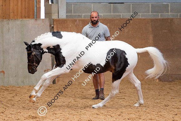 Baileys Horse Feeds Futurity Evaluations 2021
