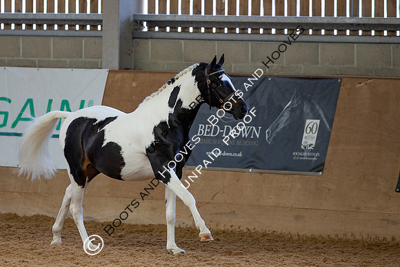 Baileys Horse Feeds Futurity Evaluations 2021
