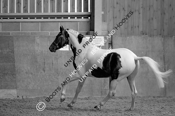 Baileys Horse Feeds Futurity Evaluations 2021