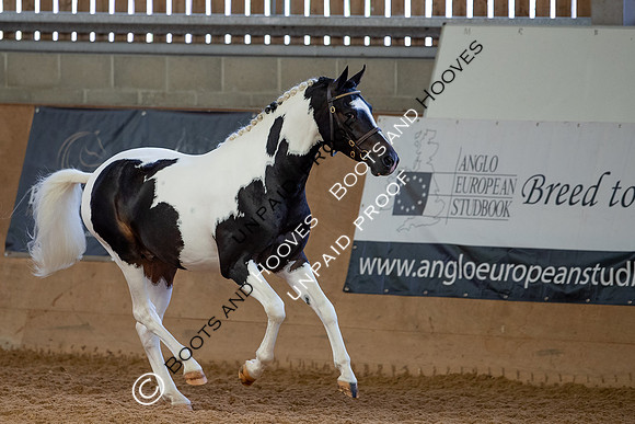 Baileys Horse Feeds Futurity Evaluations 2021