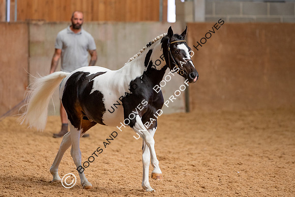 Baileys Horse Feeds Futurity Evaluations 2021