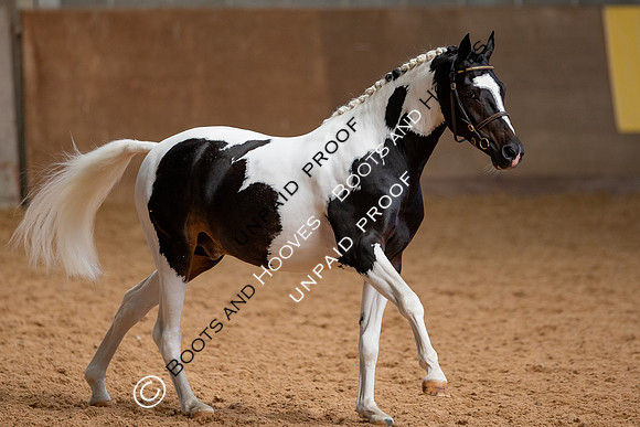 Baileys Horse Feeds Futurity Evaluations 2021