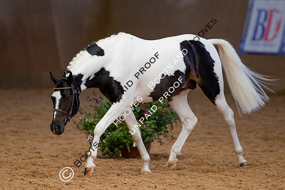 Baileys Horse Feeds Futurity Evaluations 2021