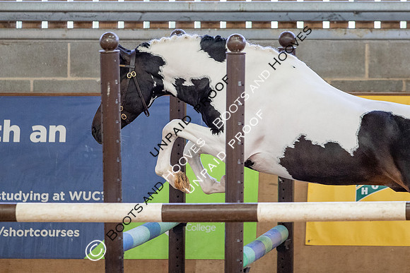 Baileys Horse Feeds Futurity Evaluations 2021