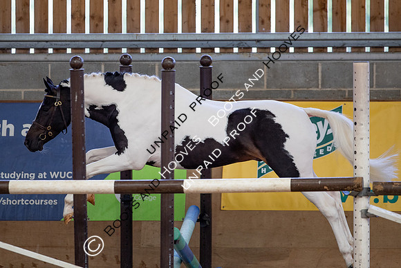Baileys Horse Feeds Futurity Evaluations 2021