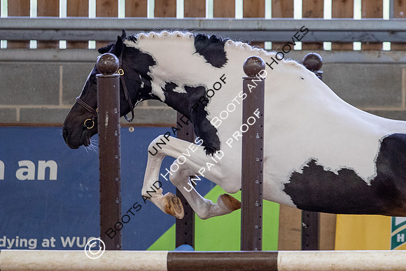 Baileys Horse Feeds Futurity Evaluations 2021