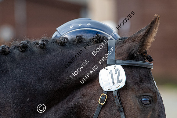Baileys Horse Feeds Futurity Evaluations 2021