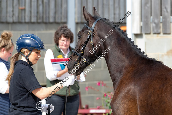 Baileys Horse Feeds Futurity Evaluations 2021