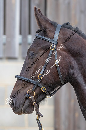 Baileys Horse Feeds Futurity Evaluations 2021
