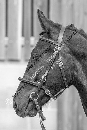 Baileys Horse Feeds Futurity Evaluations 2021