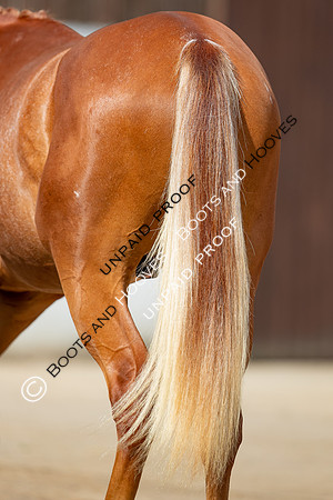 Baileys Horse Feeds Futurity Evaluations 2021