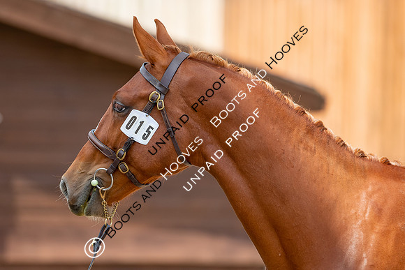 Baileys Horse Feeds Futurity Evaluations 2021