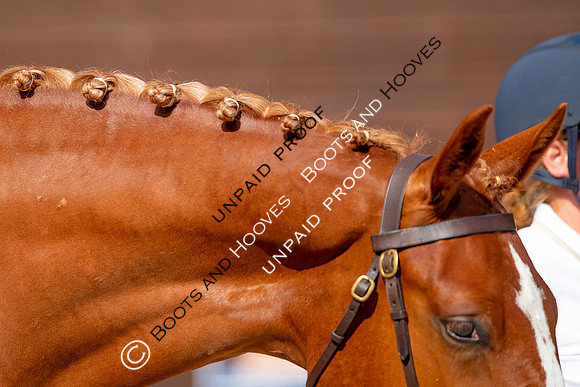 Baileys Horse Feeds Futurity Evaluations 2021
