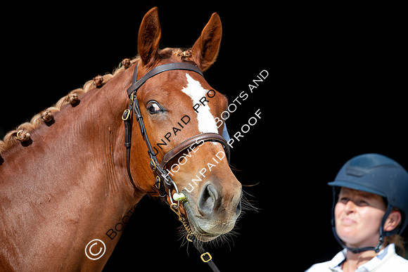 Baileys Horse Feeds Futurity Evaluations 2021