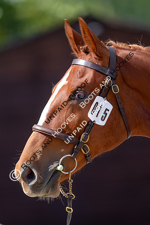 Baileys Horse Feeds Futurity Evaluations 2021