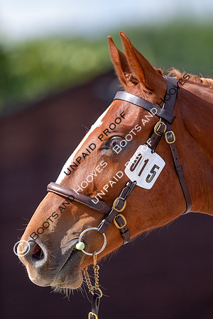 Baileys Horse Feeds Futurity Evaluations 2021