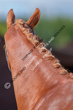 Baileys Horse Feeds Futurity Evaluations 2021