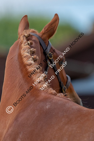 Baileys Horse Feeds Futurity Evaluations 2021