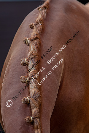 Baileys Horse Feeds Futurity Evaluations 2021
