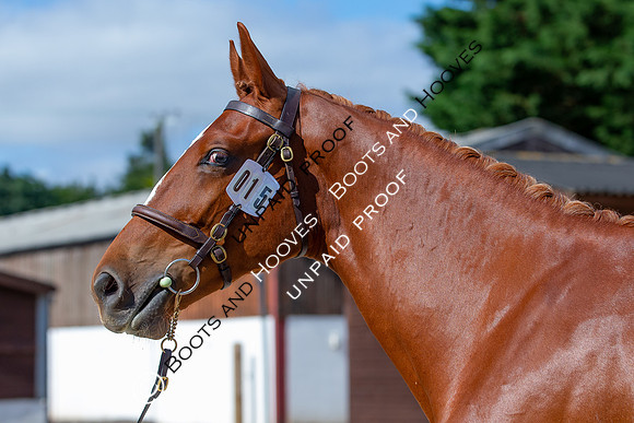 Baileys Horse Feeds Futurity Evaluations 2021