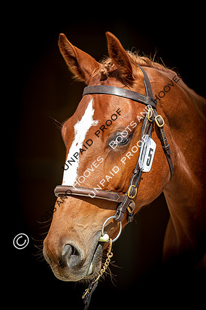Baileys Horse Feeds Futurity Evaluations 2021