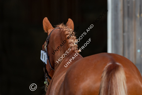 Baileys Horse Feeds Futurity Evaluations 2021