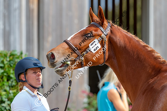 Baileys Horse Feeds Futurity Evaluations 2021