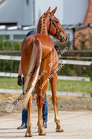 Baileys Horse Feeds Futurity Evaluations 2021