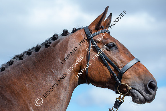 Baileys Horse Feeds Futurity Evaluations 2021