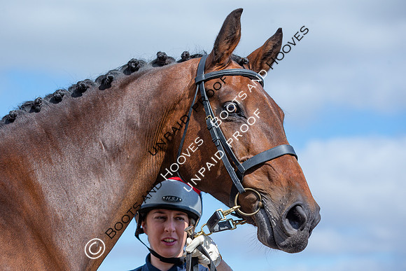 Baileys Horse Feeds Futurity Evaluations 2021