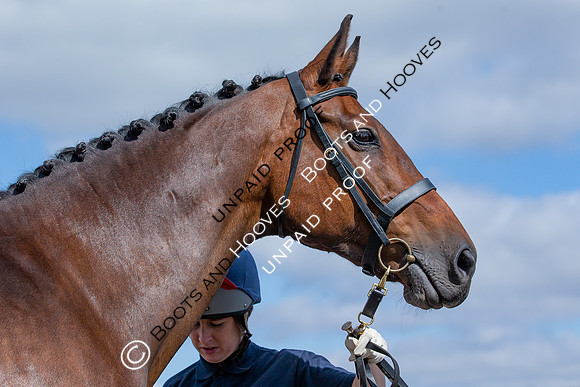 Baileys Horse Feeds Futurity Evaluations 2021