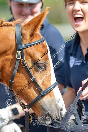 Baileys Horse Feeds Futurity Evaluations 2021