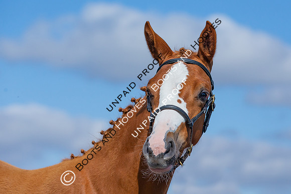 Baileys Horse Feeds Futurity Evaluations 2021